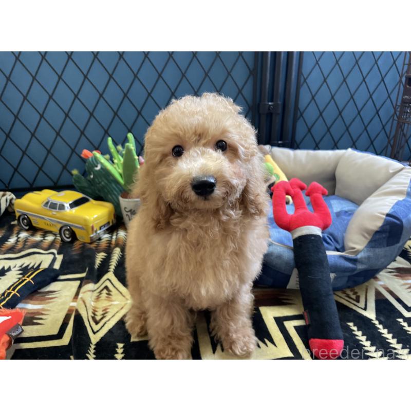 販売中の北海道のトイプードル-417004の9枚目