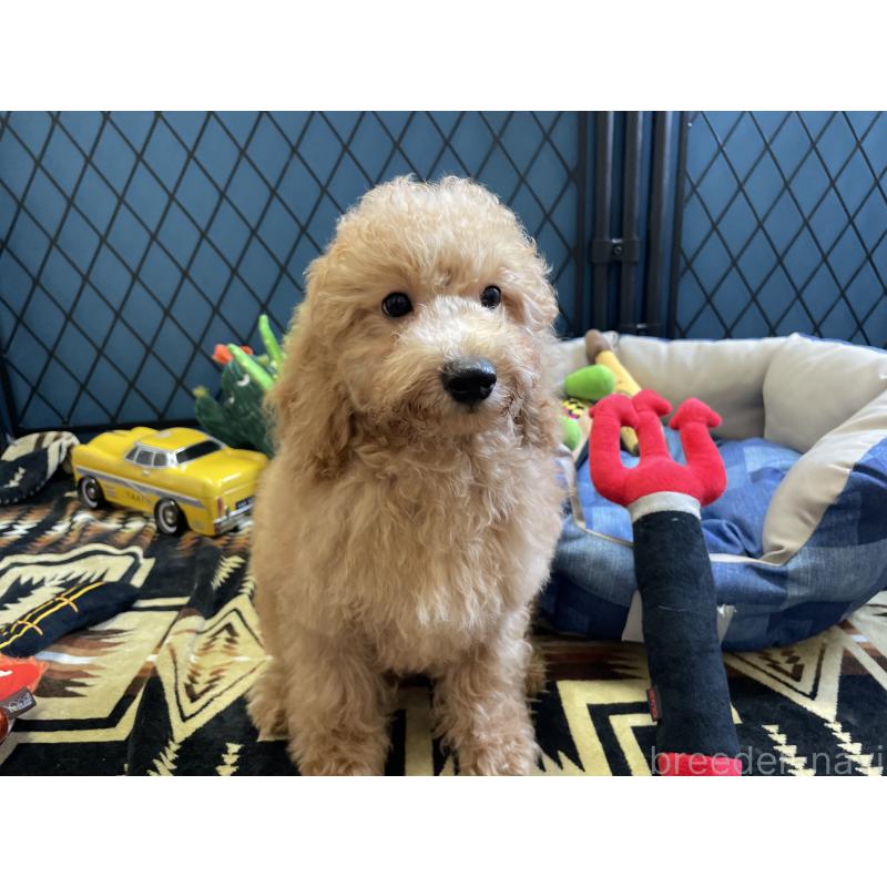 販売中の北海道のトイプードル-417004の8枚目