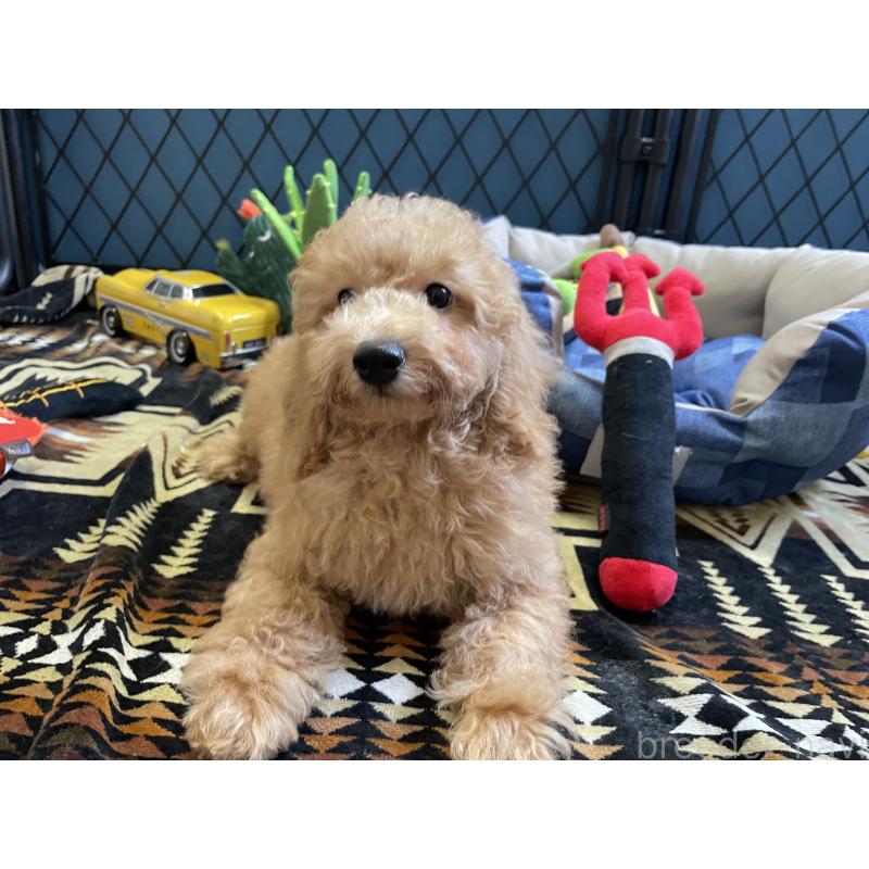 販売中の北海道のトイプードル-417004の7枚目