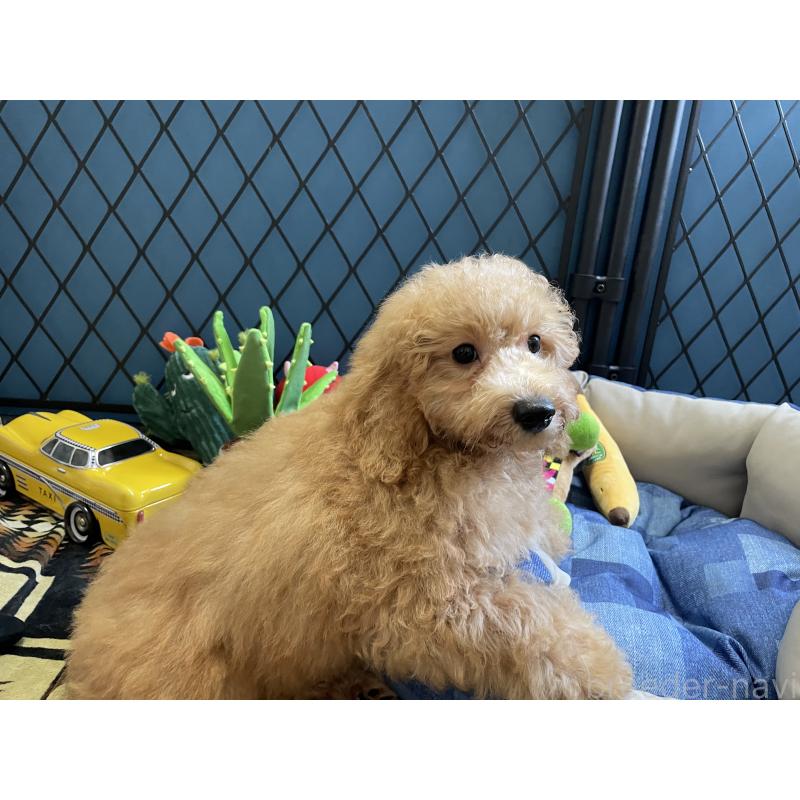 販売中の北海道のトイプードル-417004の6枚目