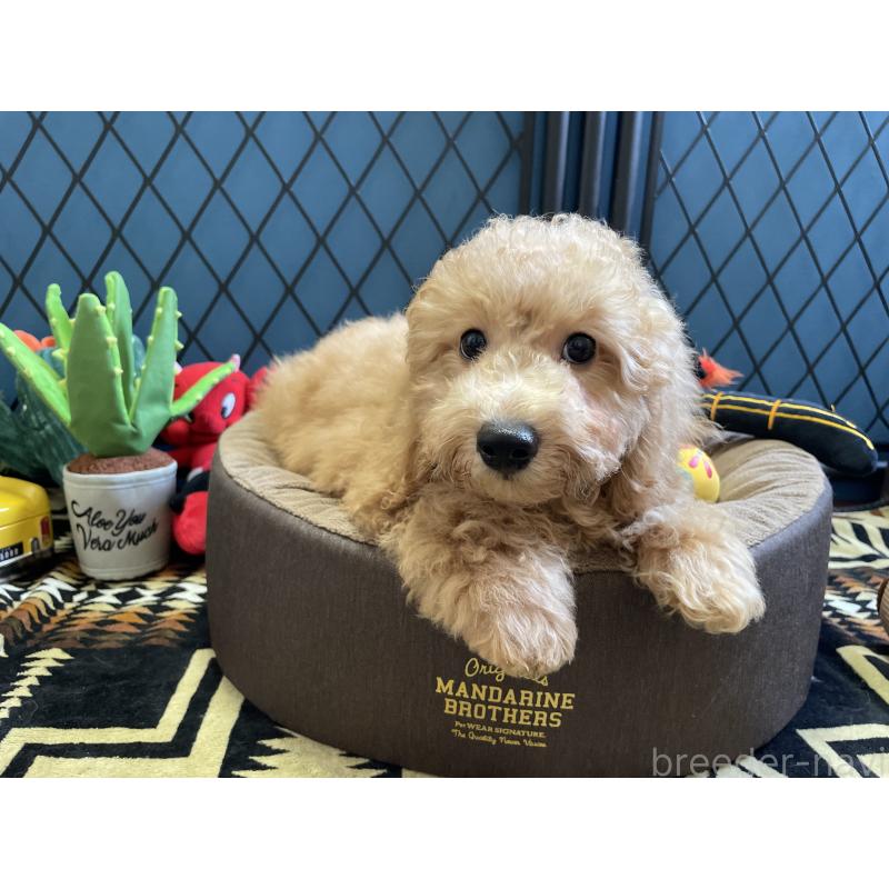 販売中の北海道のトイプードル-417004の5枚目