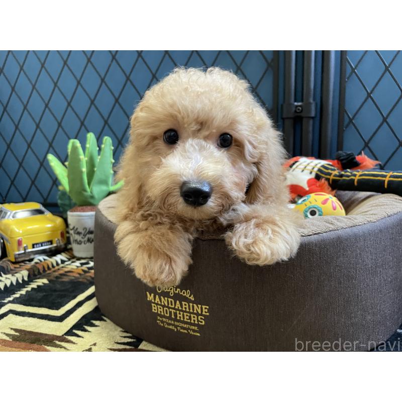 販売中の北海道のトイプードル-417004の4枚目