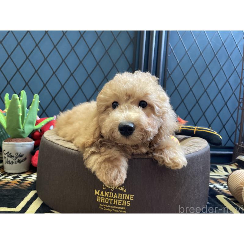 販売中の北海道のトイプードル-417004の3枚目