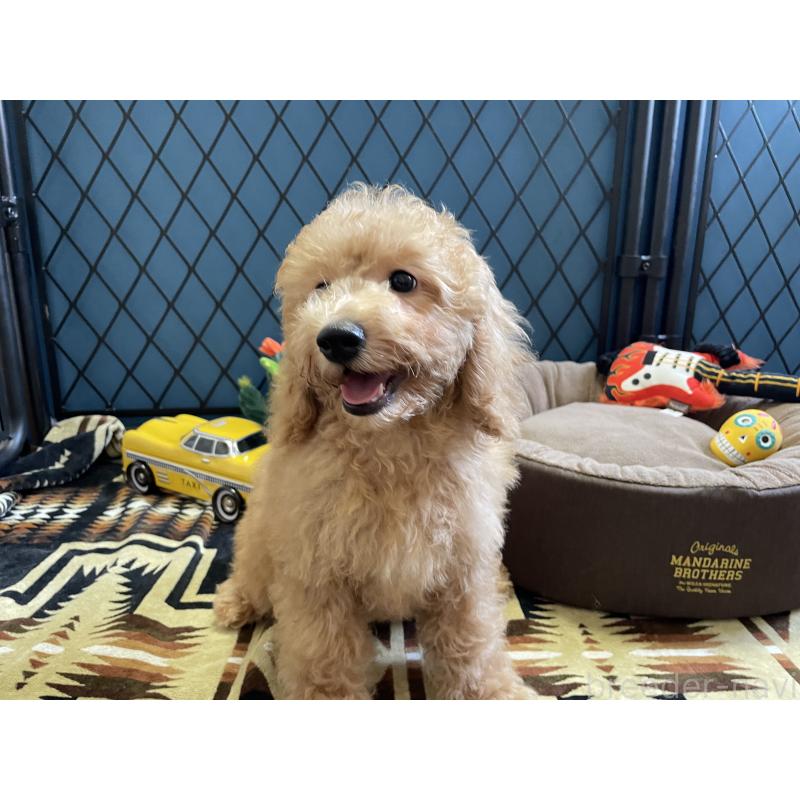 販売中の北海道のトイプードル-417004の2枚目