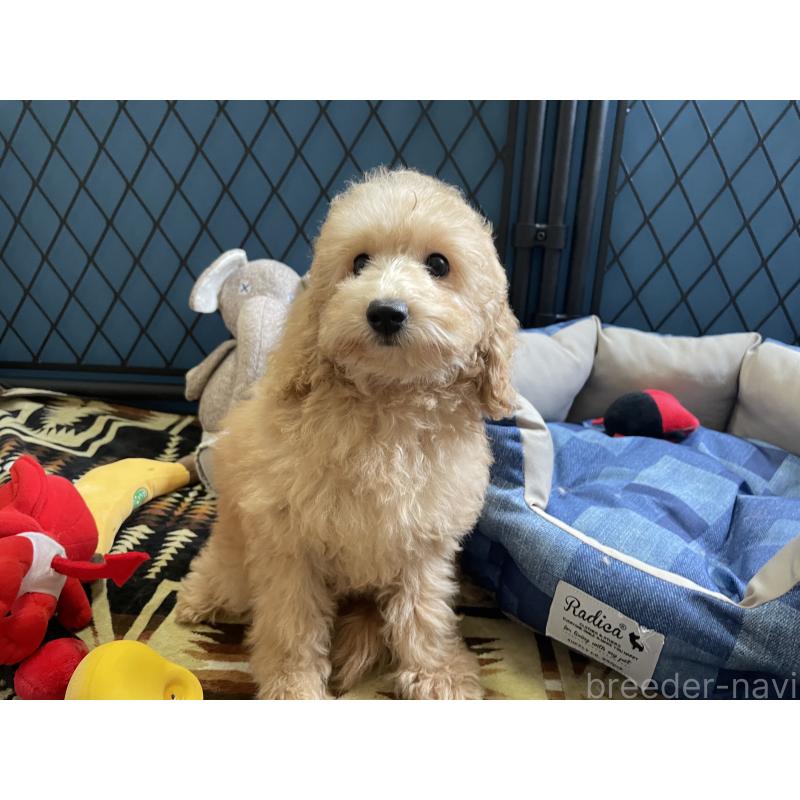 商談中の北海道のトイプードル-417007の13枚目