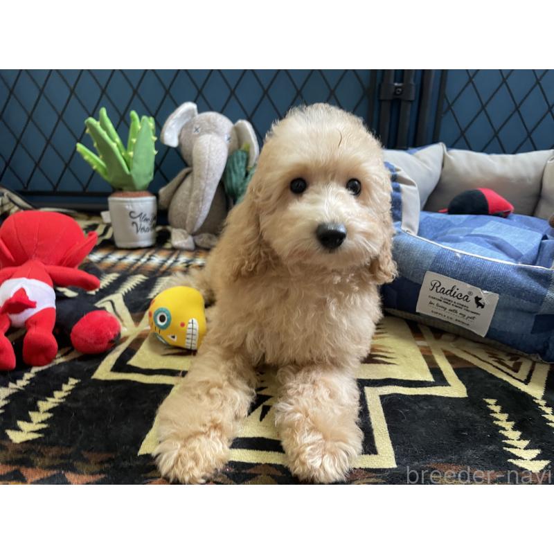 商談中の北海道のトイプードル-417007の12枚目