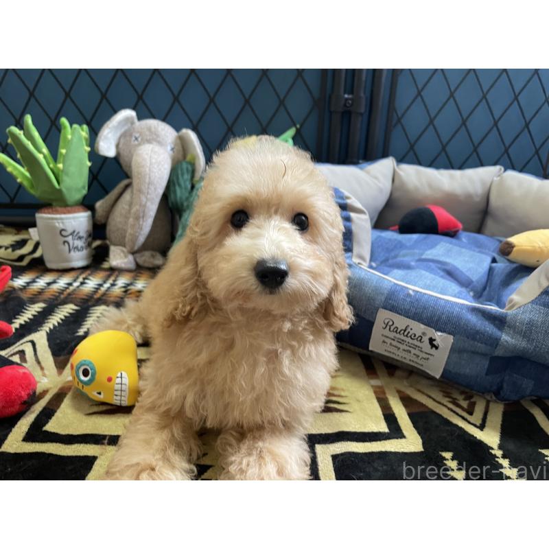 商談中の北海道のトイプードル-417007の11枚目