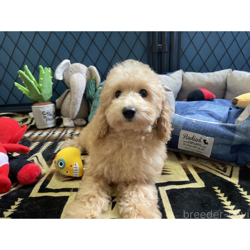 商談中の北海道のトイプードル-417007の10枚目