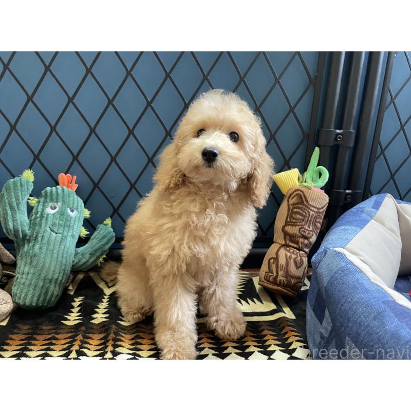 商談中の北海道のトイプードル-417007の9枚目