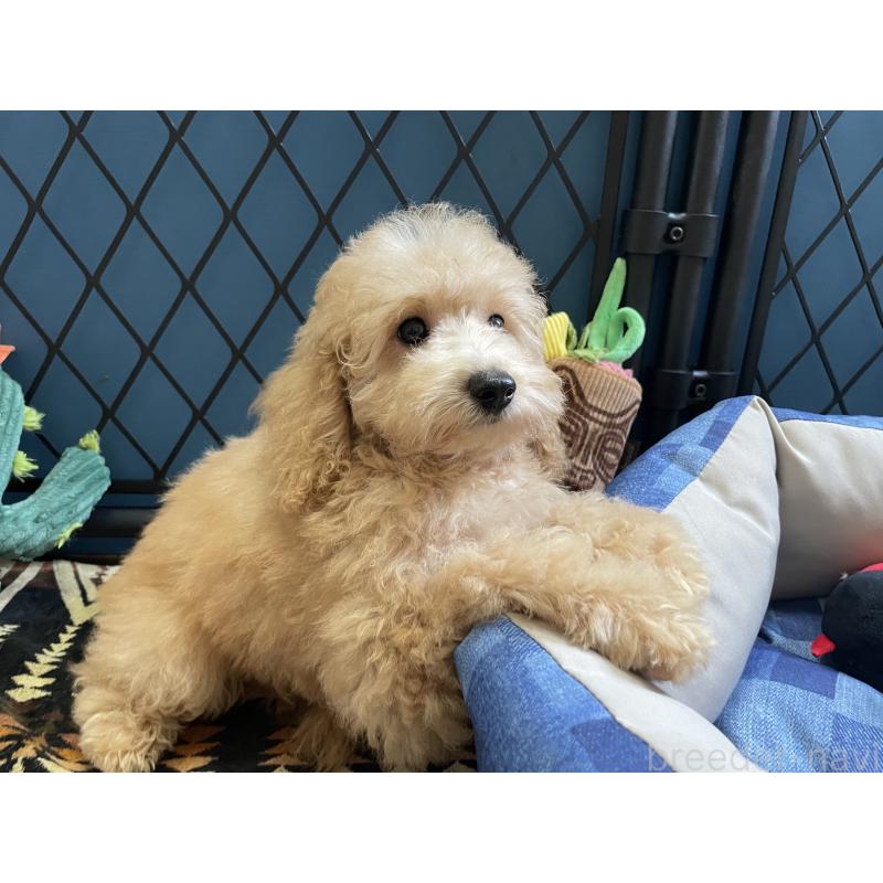 商談中の北海道のトイプードル-417007の8枚目