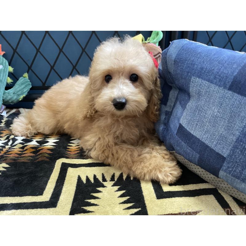 商談中の北海道のトイプードル-417007の7枚目