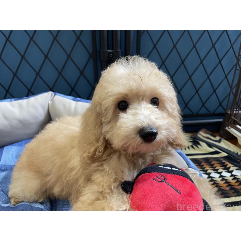 商談中の北海道のトイプードル-417007の6枚目