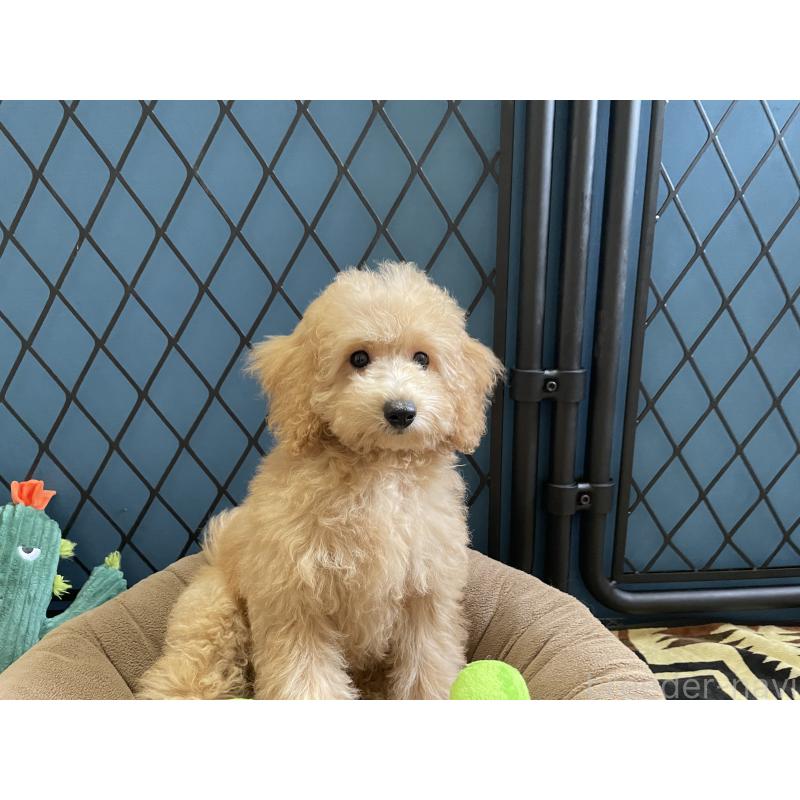 商談中の北海道のトイプードル-417007の5枚目