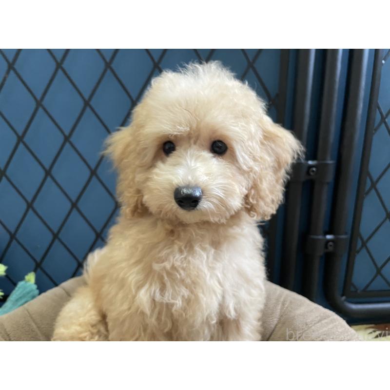 商談中の北海道のトイプードル-417007の4枚目