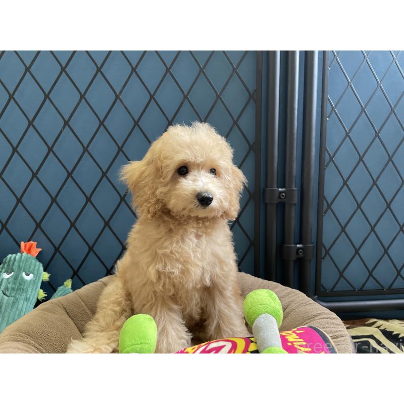 商談中の北海道のトイプードル-417007の3枚目