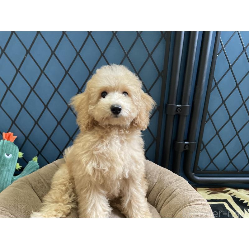 商談中の北海道のトイプードル-417007の2枚目