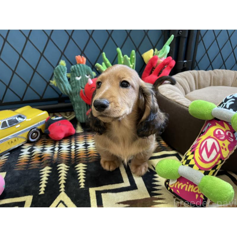 販売中の北海道のミニチュアダックスフンド(ロングヘアード)-417021の15枚目