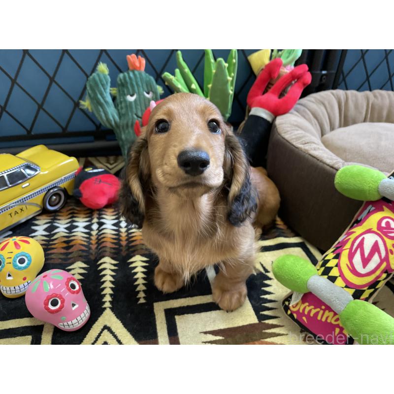 販売中の北海道のミニチュアダックスフンド(ロングヘアード)-417021の14枚目