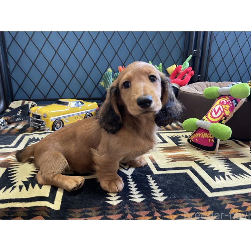 販売中の北海道のミニチュアダックスフンド(ロングヘアード)-417021の13枚目