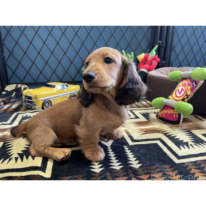 販売中の北海道のミニチュアダックスフンド(ロングヘアード)-417021の12枚目