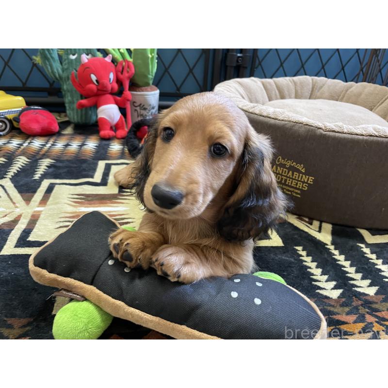 販売中の北海道のミニチュアダックスフンド(ロングヘアード)-417021の11枚目