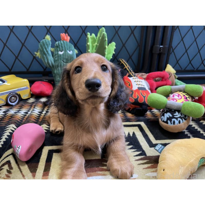 販売中の北海道のミニチュアダックスフンド(ロングヘアード)-417021の10枚目