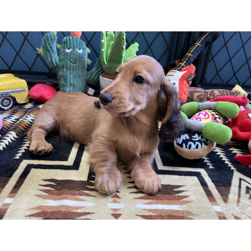 販売中の北海道のミニチュアダックスフンド(ロングヘアード)-417021の9枚目