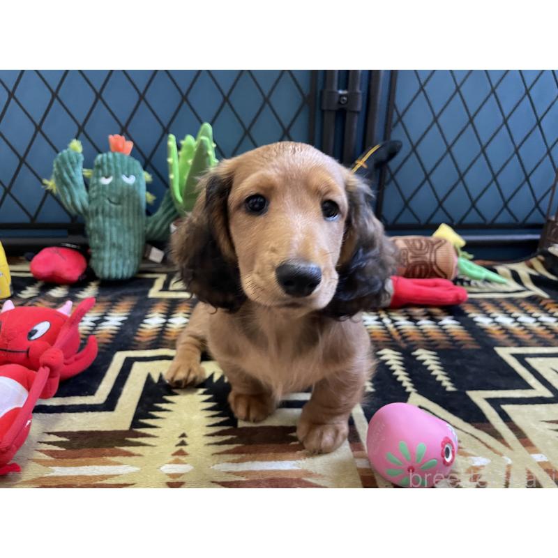 販売中の北海道のミニチュアダックスフンド(ロングヘアード)-417021の8枚目