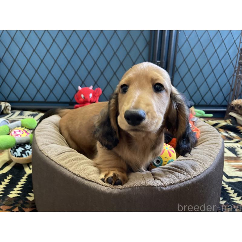 販売中の北海道のミニチュアダックスフンド(ロングヘアード)-417021の7枚目