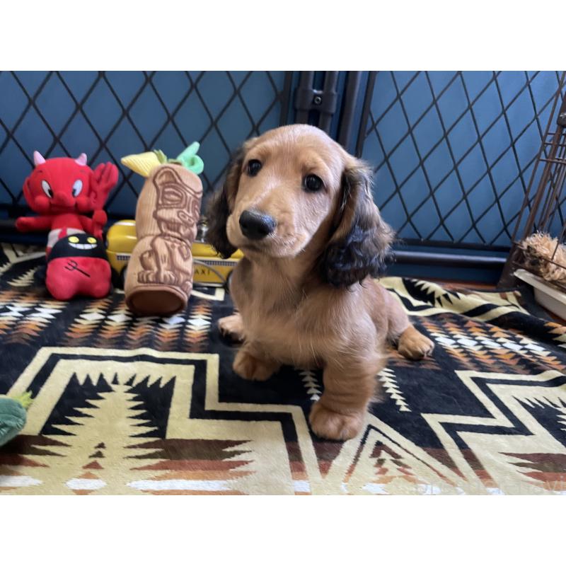 販売中の北海道のミニチュアダックスフンド(ロングヘアード)-417021の6枚目