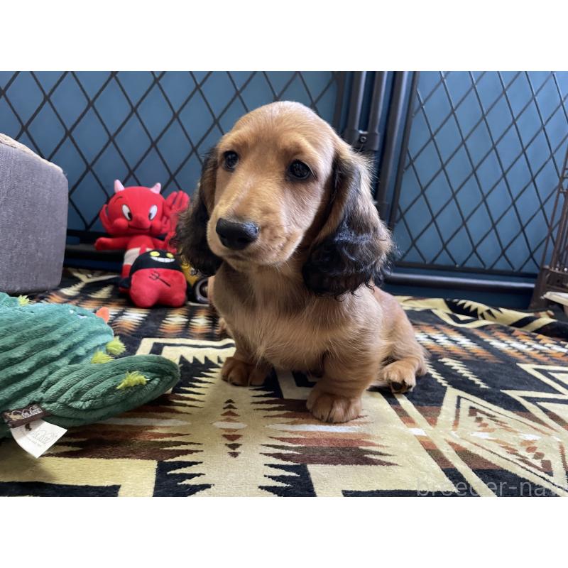 販売中の北海道のミニチュアダックスフンド(ロングヘアード)-417021の5枚目