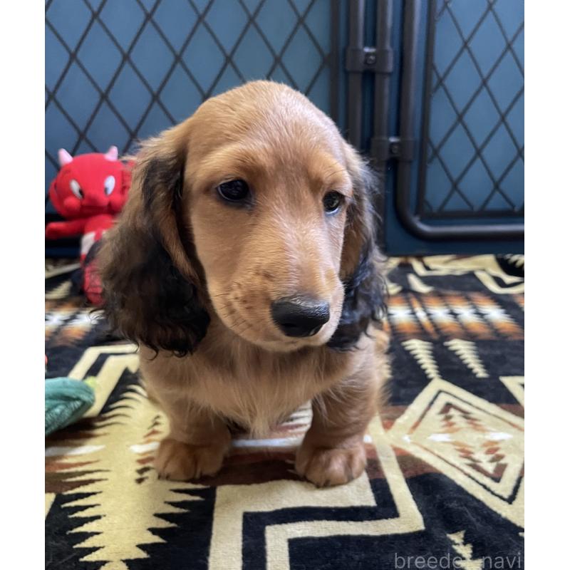 販売中の北海道のミニチュアダックスフンド(ロングヘアード)-417021の4枚目