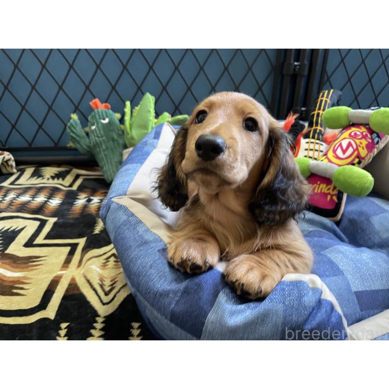 販売中の北海道のミニチュアダックスフンド(ロングヘアード)-417021の3枚目