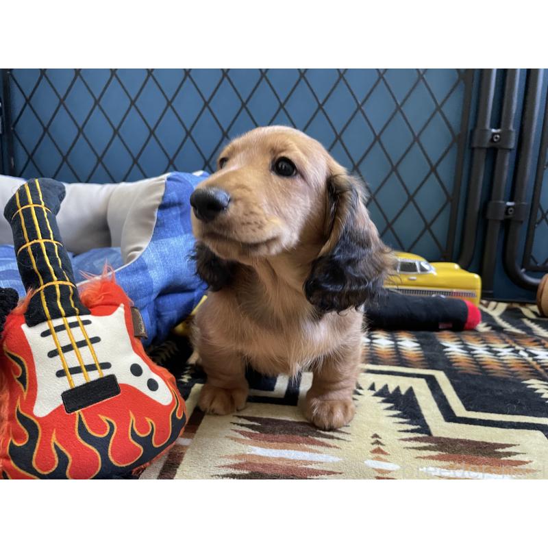 販売中の北海道のミニチュアダックスフンド(ロングヘアード)-417021の2枚目