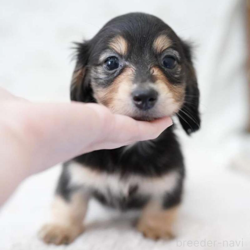 販売中の埼玉県のカニンヘンダックスフンド(ロングヘアード)-424883の6枚目