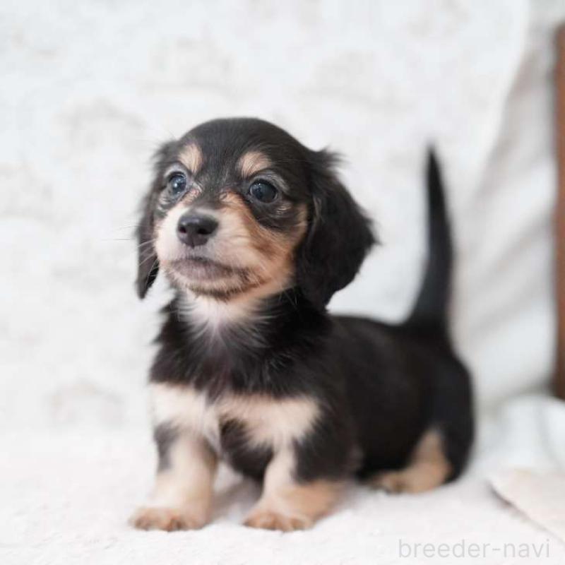 販売中の埼玉県のカニンヘンダックスフンド(ロングヘアード)-424883の5枚目