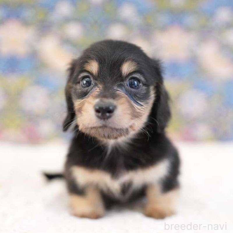 販売中の埼玉県のカニンヘンダックスフンド(ロングヘアード)-424883の4枚目