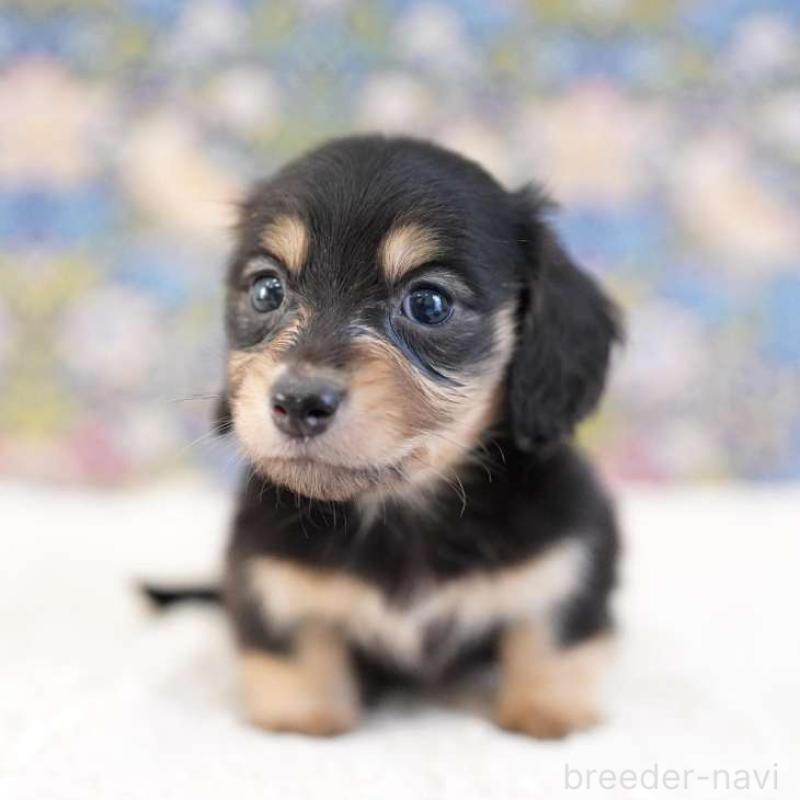 販売中の埼玉県のカニンヘンダックスフンド(ロングヘアード)-424883の3枚目