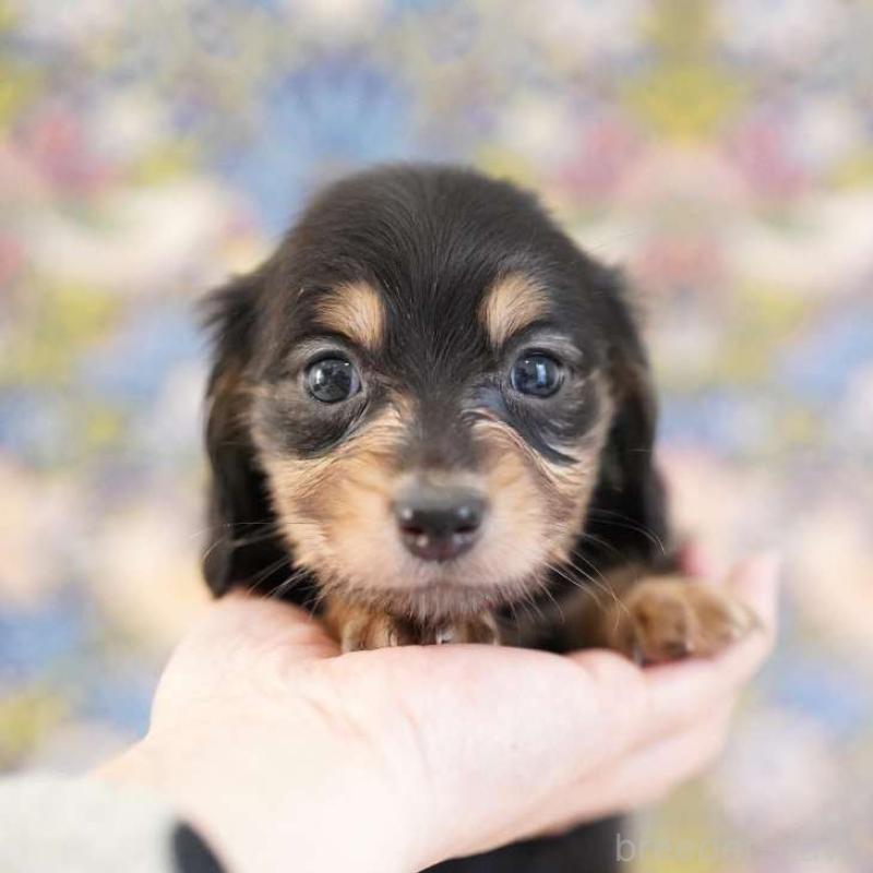 販売中の埼玉県のカニンヘンダックスフンド(ロングヘアード)-424883の2枚目