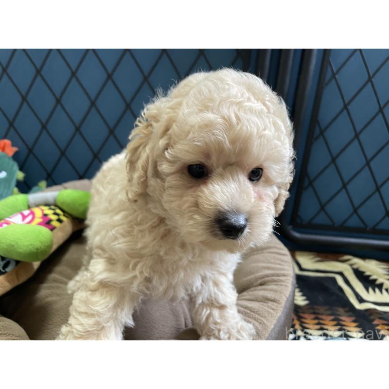販売中の北海道のトイプードル-424882の10枚目