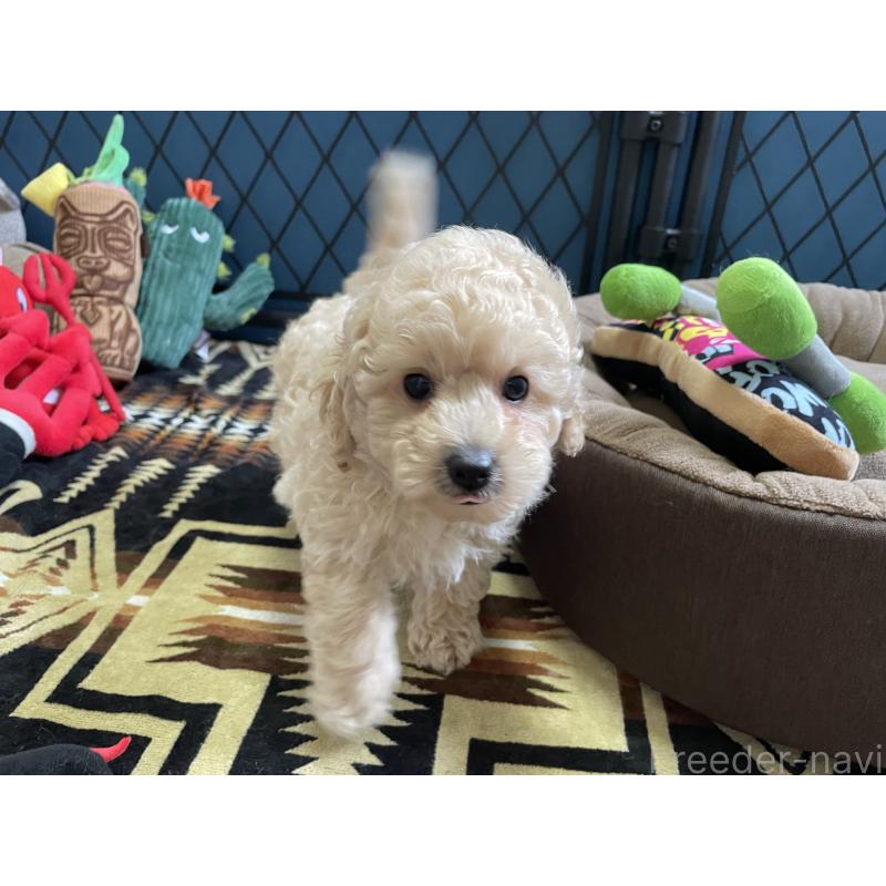 販売中の北海道のトイプードル-424882の9枚目
