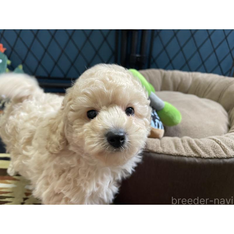 販売中の北海道のトイプードル-424882の8枚目