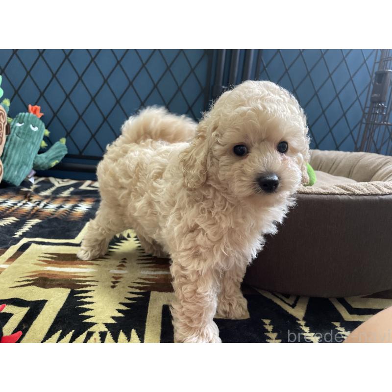 販売中の北海道のトイプードル-424882の7枚目