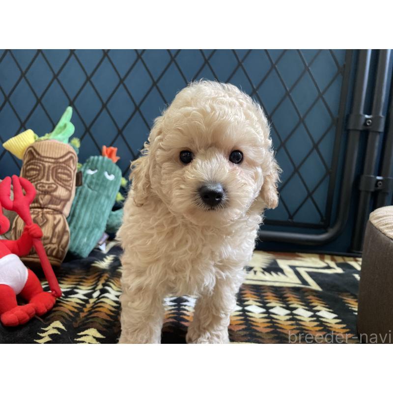 販売中の北海道のトイプードル-424882の6枚目
