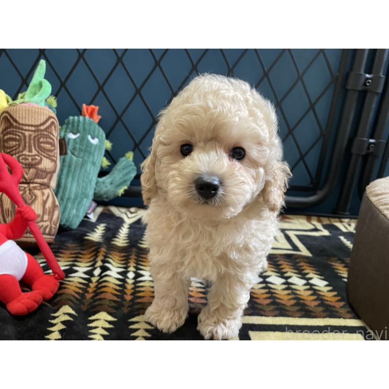 販売中の北海道のトイプードル-424882の5枚目