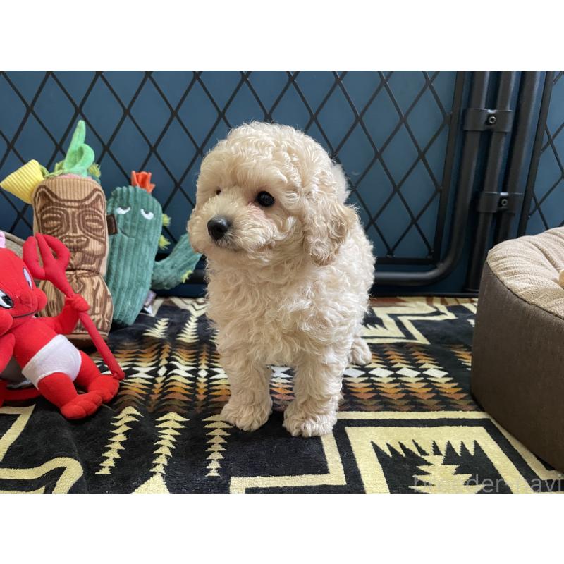 販売中の北海道のトイプードル-424882の4枚目