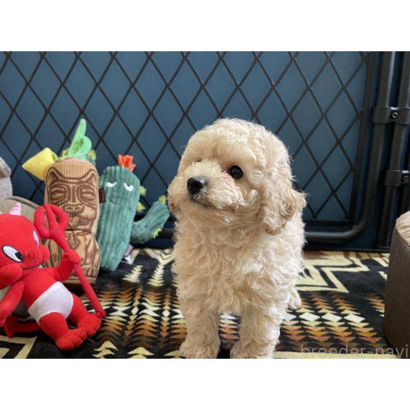 販売中の北海道のトイプードル-424882の3枚目