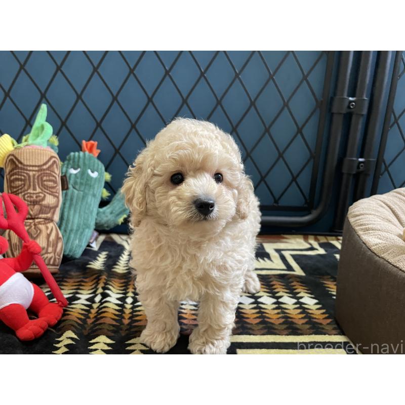 販売中の北海道のトイプードル-424882の2枚目