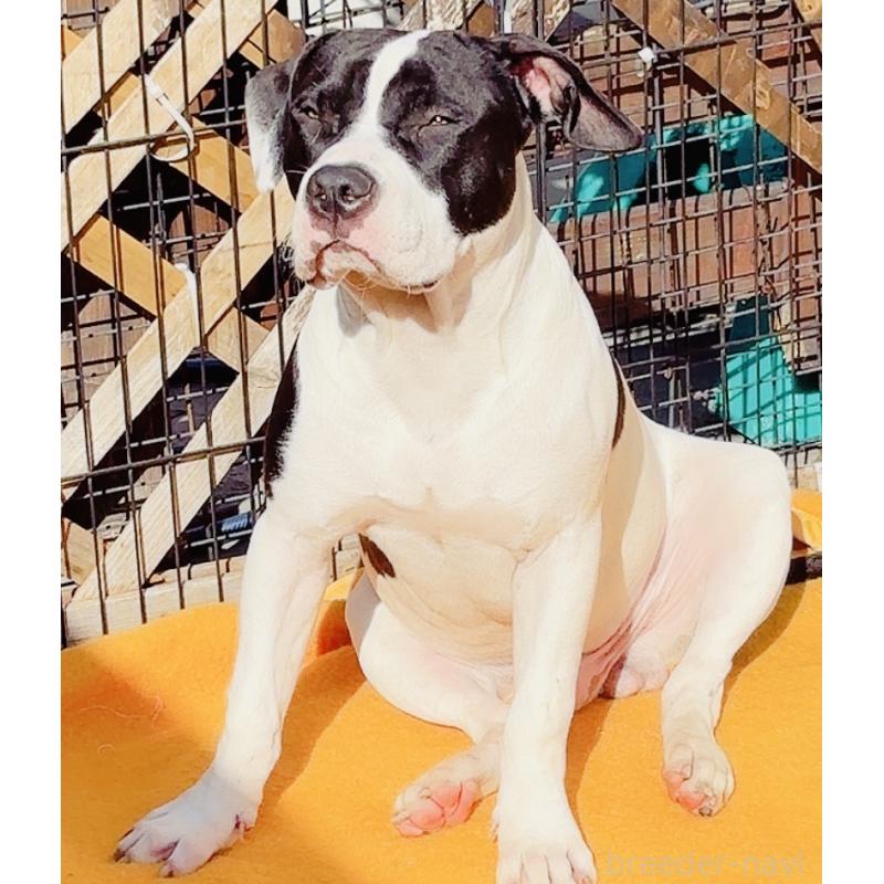 販売中の神奈川県のアメリカンピットブルテリア-417042の3枚目