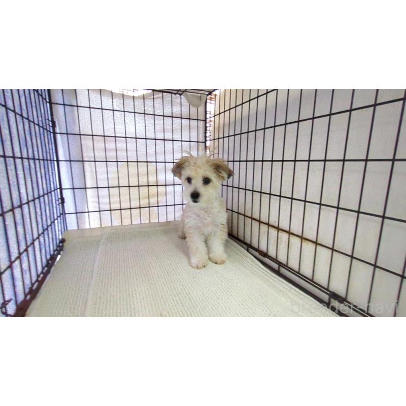 販売中の茨城県のチワマル:チワワ×マルチーズ-391615の3枚目